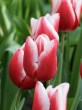 Tulipa Universum